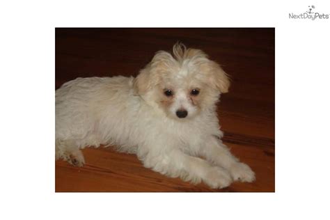 chipoodle price|chipoo puppies for adoption.